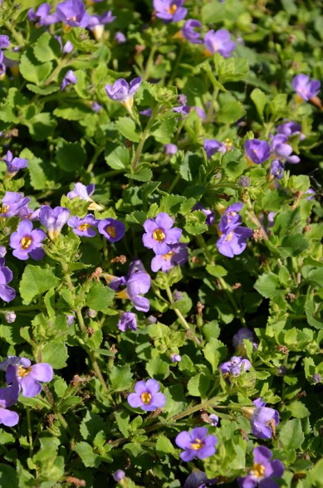 Bacopa diffusa 'Gulliver Dark Blue' (2)